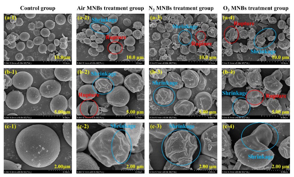 不同处理前后藻细胞形态变化SEM图像