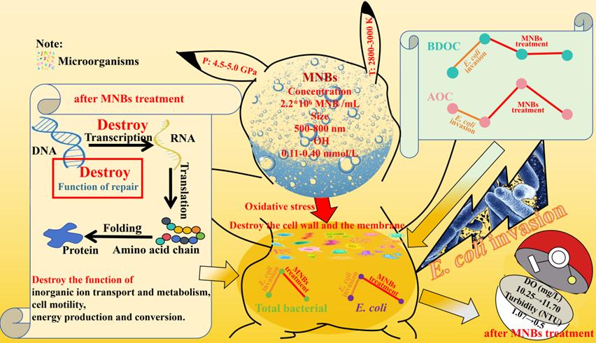 大肠杆菌入侵后细菌数量、降解率及回归分析